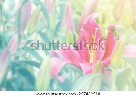 Pink color lily flower close up view blossom in the park - Soft and color filter style pictures