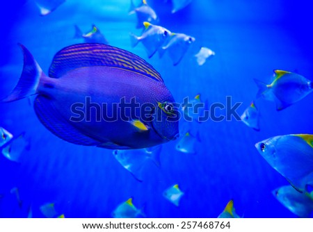 tropical sea fish