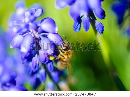 Bee in spring flower