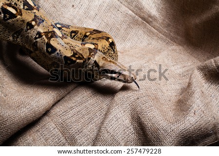 Python Snake. resting in sackcloth