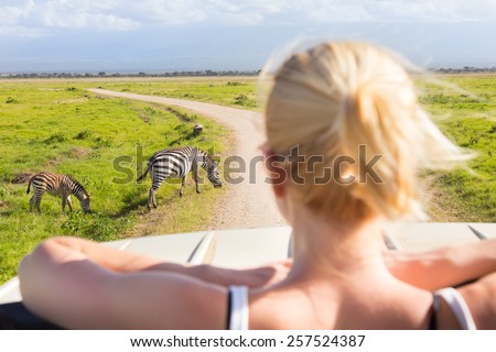 Woman on african wildlife safari observing zebras from open roof safari jeep. Rear view. Focus on zebras. Royalty-Free Stock Photo #257524387
