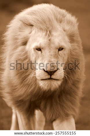 A male white lion portrait in sepia tone. South Africa