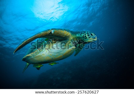 sea turtle swimming bunaken sulawesi indonesia mydas chelonia underwater photo