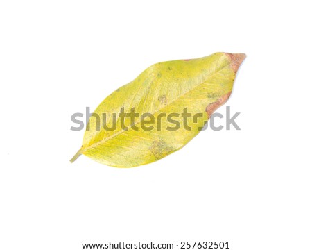Dry leaf isolated