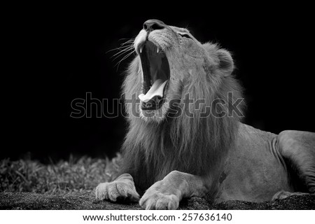 Black and white picture of a Lion in Africa