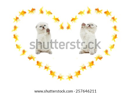 kittens catch goldfish on a white background isolated