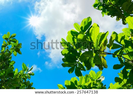 looking up to Leaf with blue sky and sun beam light.