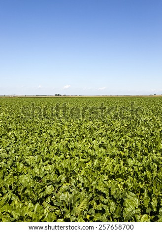   agricultural field on which grow up beetroots. summertime of year