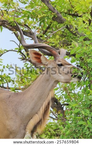 Kudu Bull - African Wildlife Background - Spiral Beauty from Nature