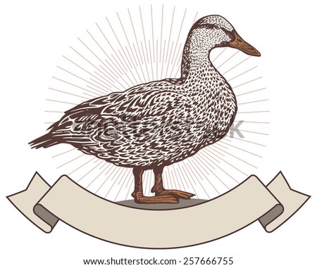 Duck in graphical style. Hand-drawn illustration.