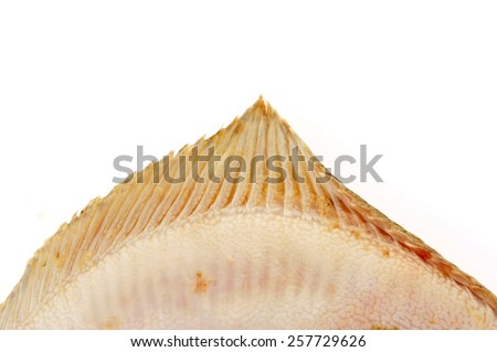 The flounder isolated on a white background