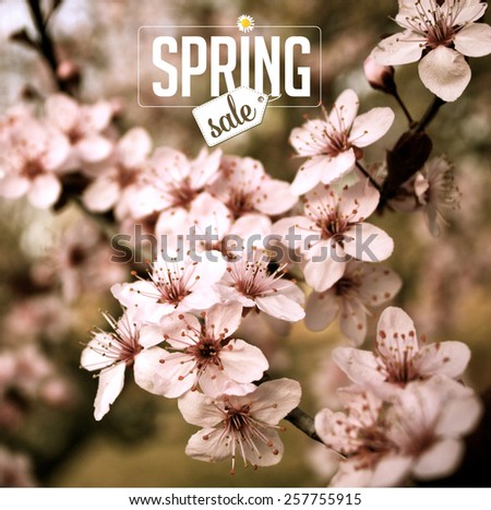Spring sale cherry blossom Background royalty free stock photo for greeting card, ad, promotion, poster, flier, blog, article, social media, marketing