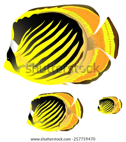Diagonal-lined butterflyfish. Vector illustration