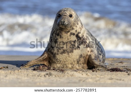 Atlantic Grey Seal female - Halichoerus grypus Royalty-Free Stock Photo #257782891