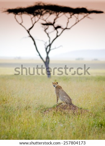 Cheetah in serengeti national park