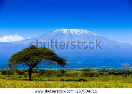 Kilimanjaro on african savannah Royalty-Free Stock Photo #257804815