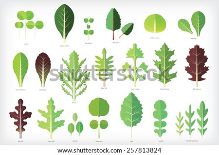 Set of salad greens vector. Leafy vegetables Royalty-Free Stock Photo #257813824