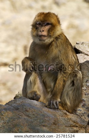 Singe Magot Stock Photos And Images Avopix Com