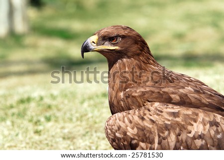 Portrait of an golden eagle (Aquila chrysaetos)