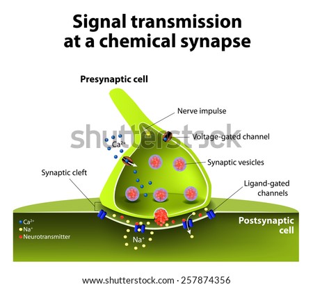 Signal transmission at a chemical synapse. one neuron releases neurotransmitter molecules into a synaptic cleft that is adjacent to another neuron. 