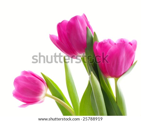 Three pink tulips (close-up)