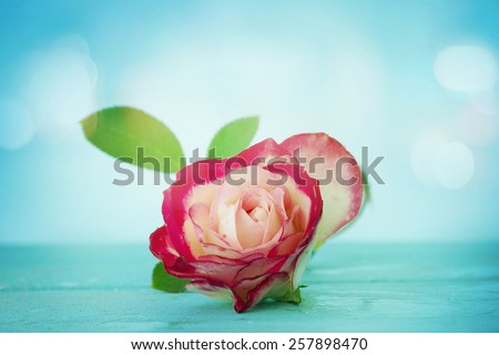Povence style roses