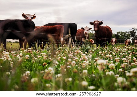Cattle in the countryside near Juan Lacaze, Colonia, Uruguay Royalty-Free Stock Photo #257906627