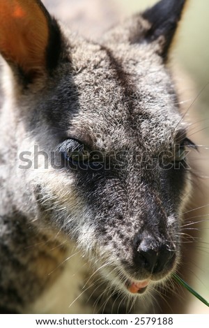 wallaby eyes close up