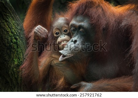 The orangutans are the two exclusively Asian species of extant great apes. Native to Indonesia and Malaysia, orangutans are currently found in only the rainforests of Borneo and Sumatra Royalty-Free Stock Photo #257921762
