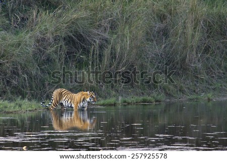 Wild bengal tiger in Bardia, Nepal ; specie Panthera tigris Royalty-Free Stock Photo #257925578