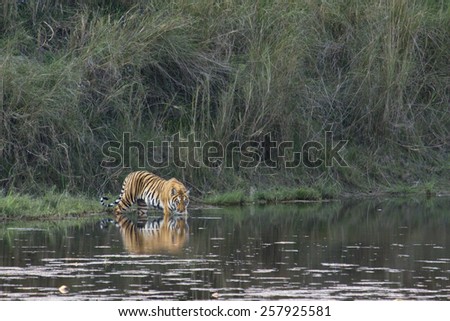 Wild bengal tiger in Bardia, Nepal ; specie Panthera tigris Royalty-Free Stock Photo #257925581