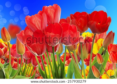 Beautiful garden fresh colorful tulips.Springtime.