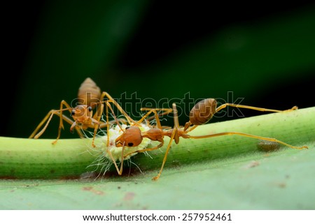 Red ant on a green leaf