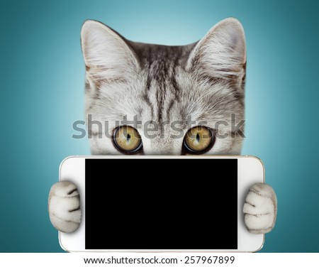 kitten holding mobile phone