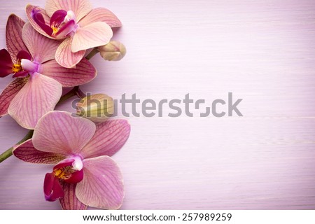 Pink orchid flower. Greeting background. Royalty-Free Stock Photo #257989259