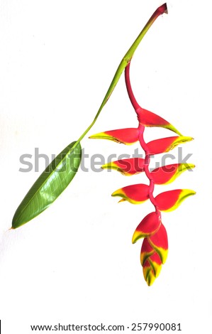 a beautiful red Heliconia flower, tropical flower isolated on a white background Royalty-Free Stock Photo #257990081