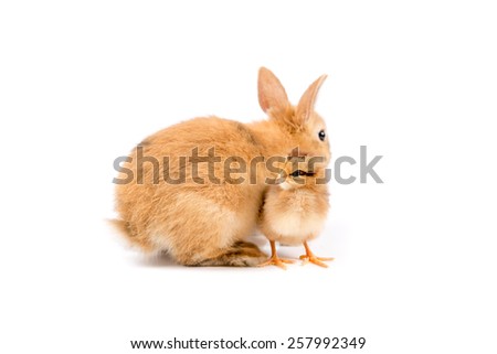 Easter Bunny Rabbit and Easter Chicken on white background Easter card 