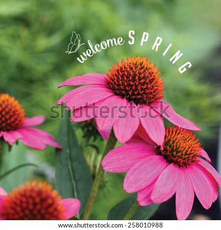 Welcome Spring Echinacea Background royalty free stock photo for greeting card, ad, promotion, poster, flier, blog, article, social media, marketing, florist, garden center, gardening, nursery