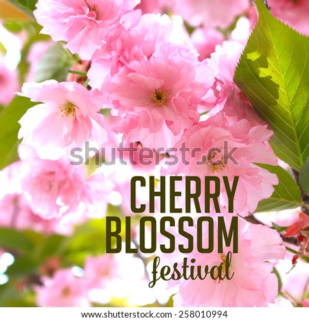 Spring cherry blossom festival Background royalty free stock photo for greeting card, ad, promotion, poster, flier, blog, article, social media, marketing, florist, garden center, gardening, nursery