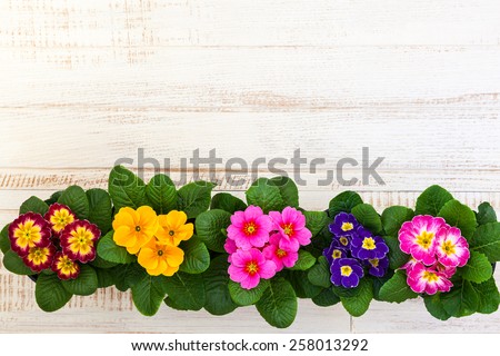 Fresh colorful primula flowers in pots on wooden background. Top view.