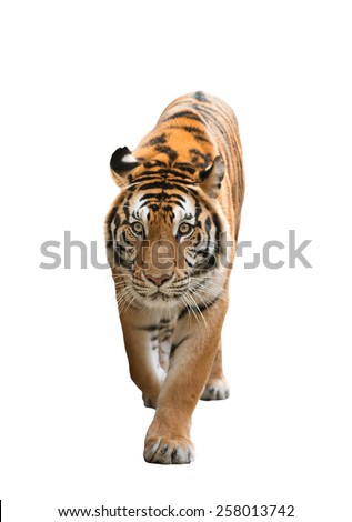 male bengal tiger isolated  on white background