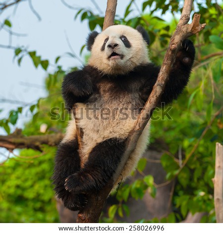 Cute panda climbing tree