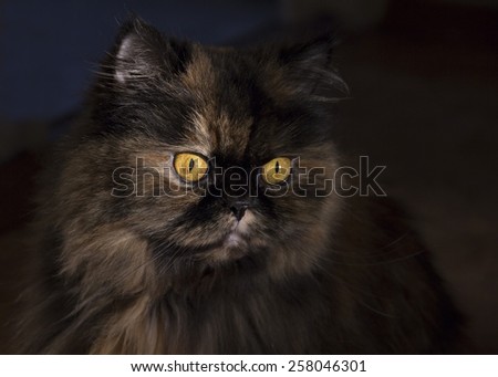 Portrait of fluffy cat with bright yellow eyes on a dark background