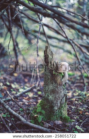 Closeup picture of Leccinum scabrum with brown cap growing in wild forest in Latvia. Edible mushroom growing in nature. Botanical photography.  