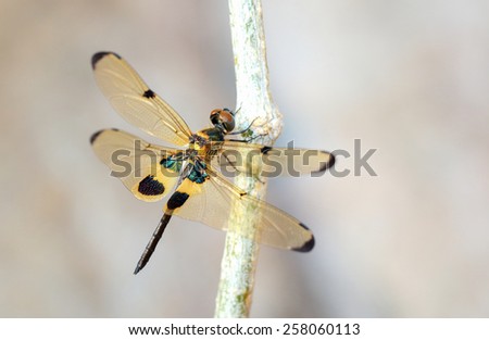 Dragonfly with shiny, golden wings.