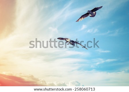 Seagulls flying on cloudy sky background, colorful tonal correction filter