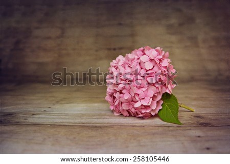 Fresh hydrangea on a textured background with retro vintage colors with copy space