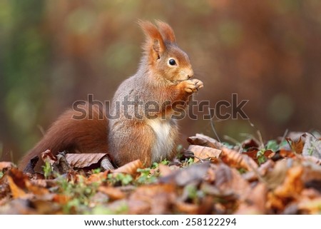 Beautiful squirrel