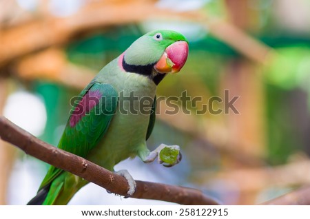 Green parrot on a branch with a grape in his paw