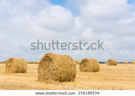 Stack of straw on the field. Belarus. The wheat field in Sunny day.